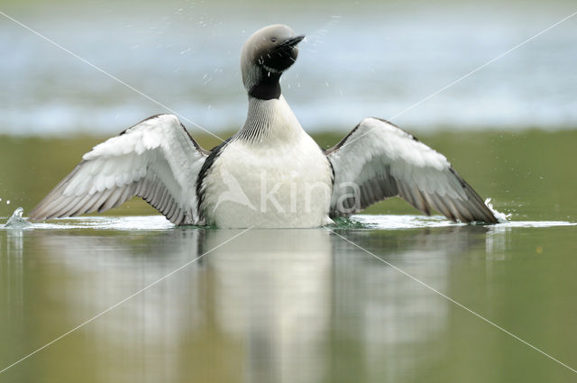 Arctic Loon