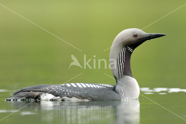 Arctic Loon