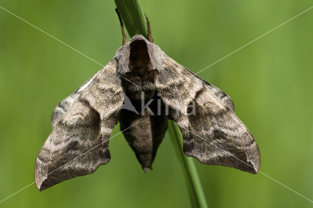 Eyed Hawk-moth (Smerinthus ocellata)
