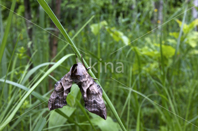 Eyed Hawk-moth (Smerinthus ocellata)
