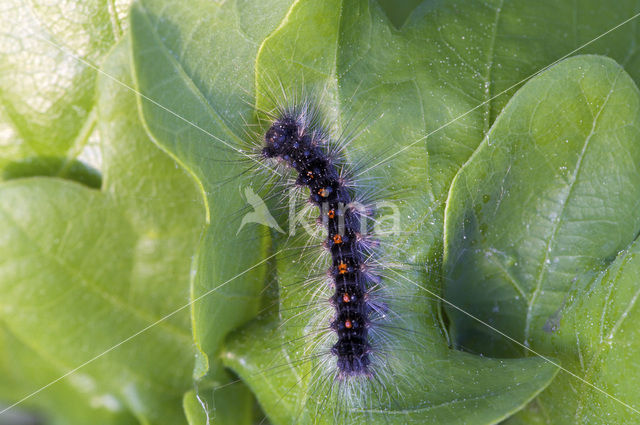 Plakker (Lymantria dispar)