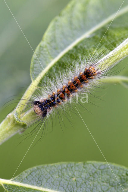 Plakker (Lymantria dispar)