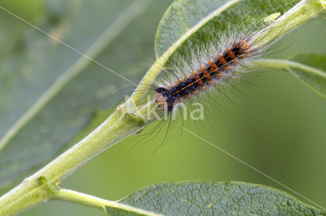 Plakker (Lymantria dispar)