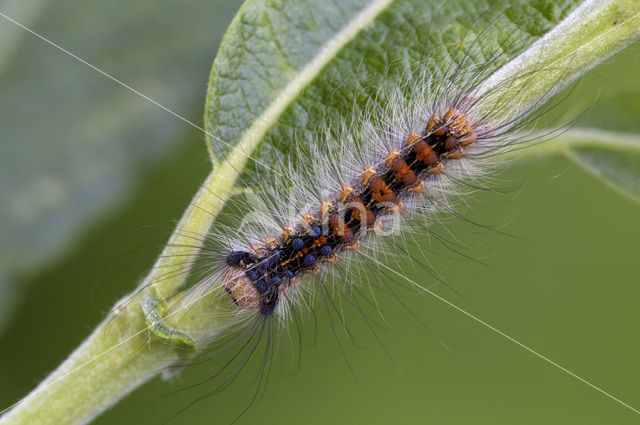 Plakker (Lymantria dispar)