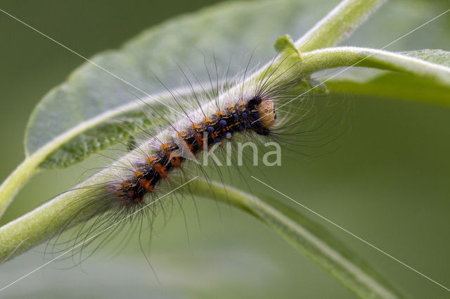Gypsy Moth (Lymantria dispar)