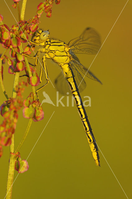 Plasrombout (Gomphus pulchellus)