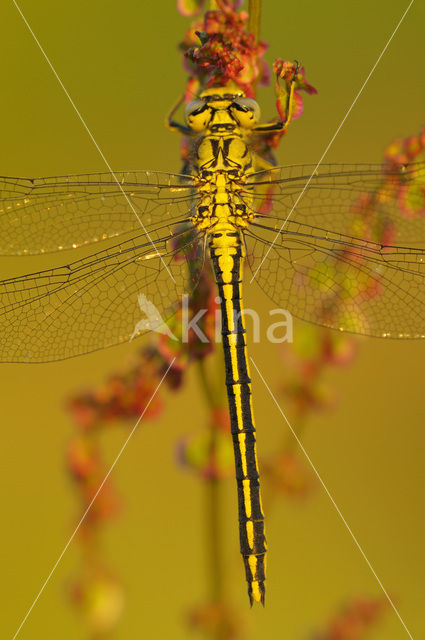 Plasrombout (Gomphus pulchellus)