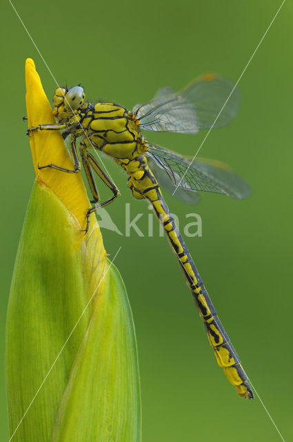 Dragonfly (Gomphus pulchellus)