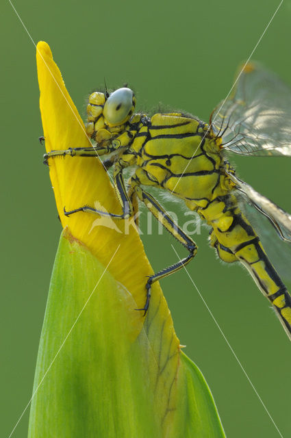 Plasrombout (Gomphus pulchellus)