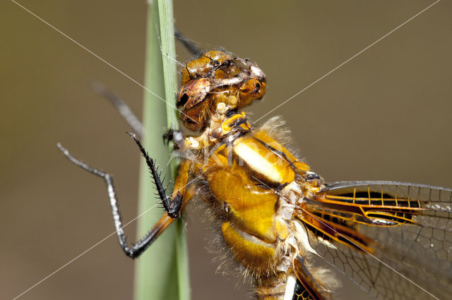 Platbuik (Libellula depressa)