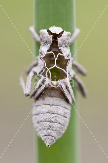 Platbuik (Libellula depressa)