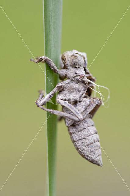 Platbuik (Libellula depressa)