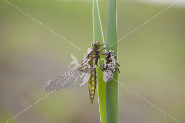 Platbuik (Libellula depressa)