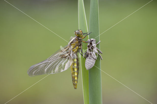 Platbuik (Libellula depressa)