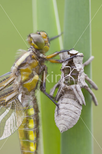 Platbuik (Libellula depressa)