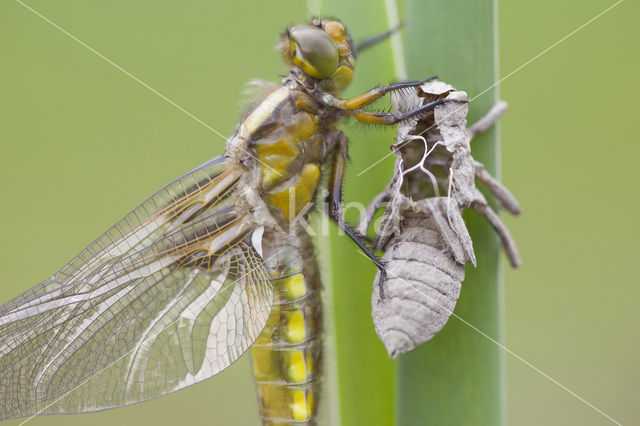 Platbuik (Libellula depressa)