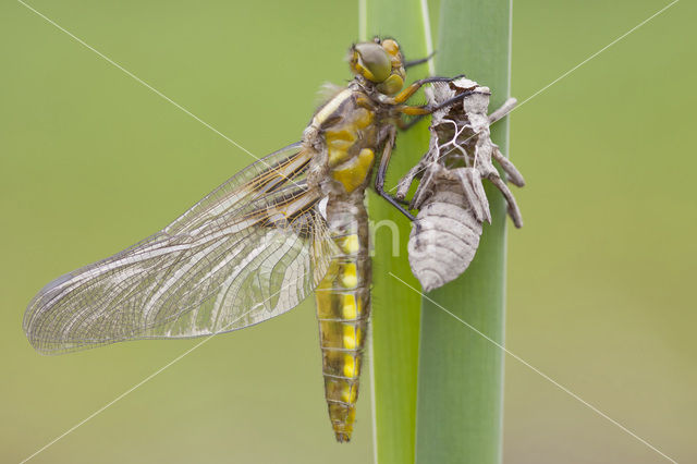 Platbuik (Libellula depressa)