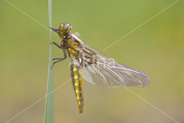 Platbuik (Libellula depressa)