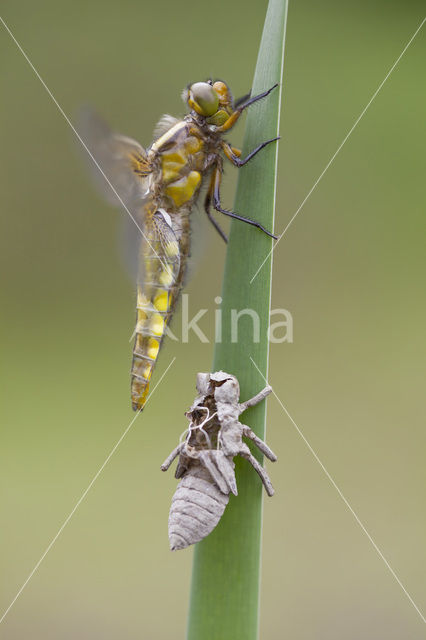 Broad-bodied Chaser (Libellula depressa)