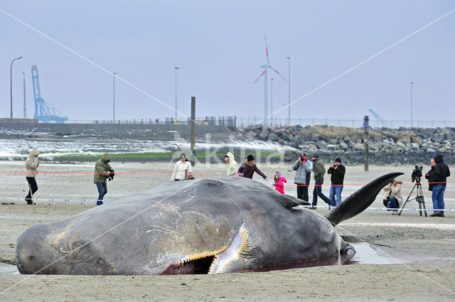 Potvis (Physeter macrocephalus)