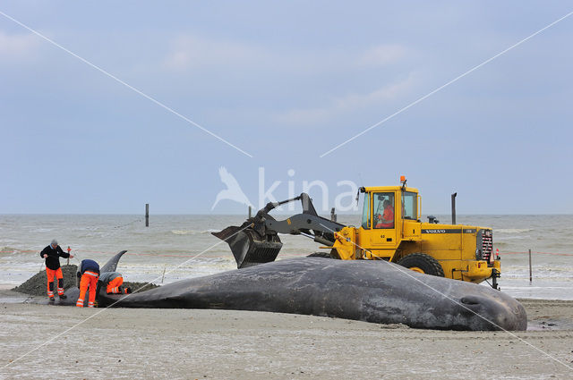 Potvis (Physeter macrocephalus)