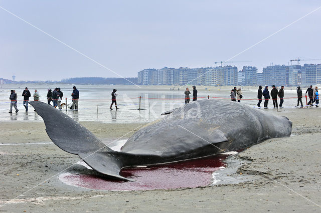 Potvis (Physeter macrocephalus)