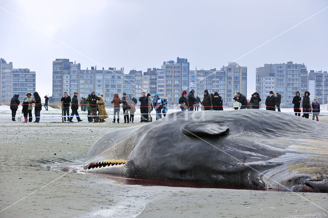 Potvis (Physeter macrocephalus)