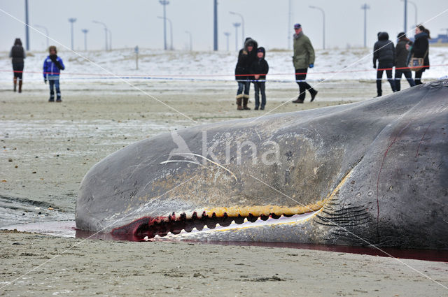 Potvis (Physeter macrocephalus)