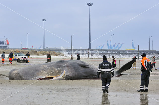 Potvis (Physeter macrocephalus)