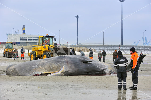 Potvis (Physeter macrocephalus)