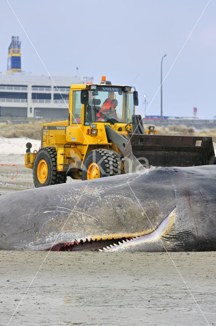 Potvis (Physeter macrocephalus)