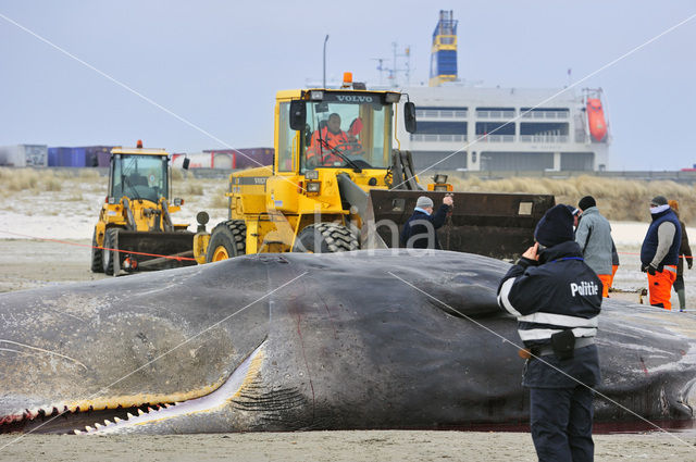 Potvis (Physeter macrocephalus)