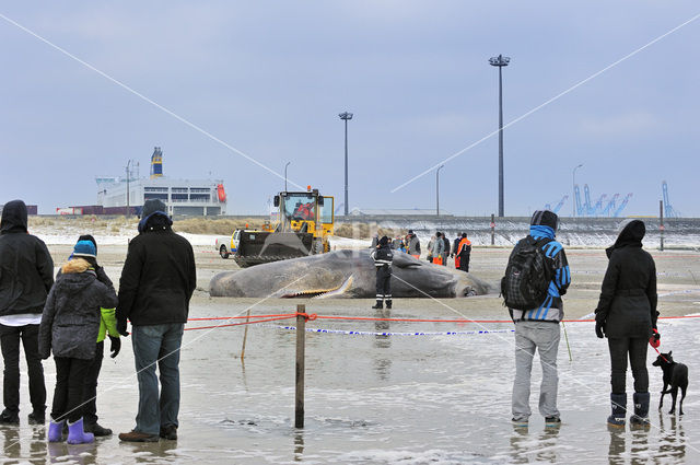 Potvis (Physeter macrocephalus)