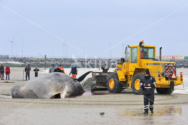 Potvis (Physeter macrocephalus)