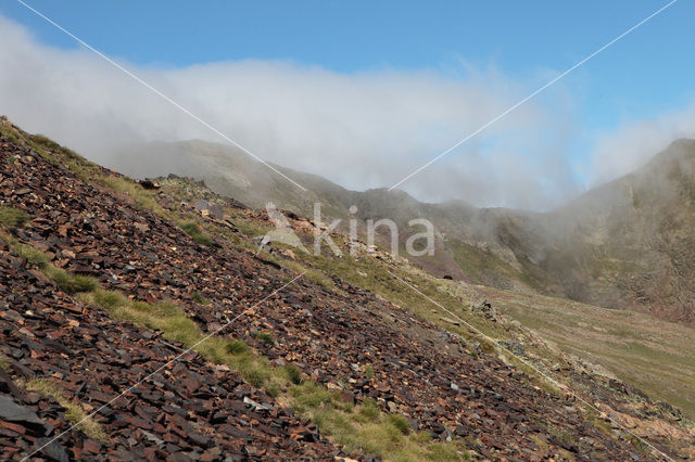 Pyrenees