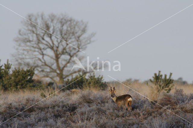 Roe Deer (Capreolus capreolus)