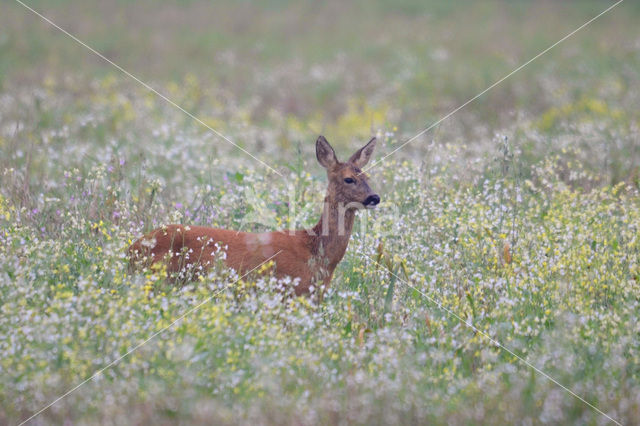 Roe Deer (Capreolus capreolus)