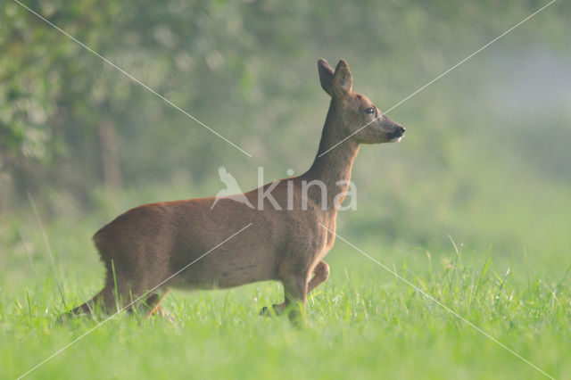 Roe Deer (Capreolus capreolus)