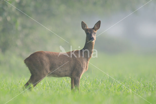 Roe Deer (Capreolus capreolus)