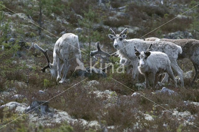 Rendier (Rangifer tarandus tarandus)