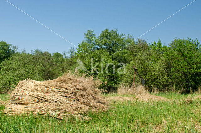 Riet (Phragmites australis)