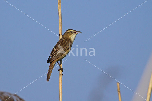 Rietzanger (Acrocephalus schoenobaenus)