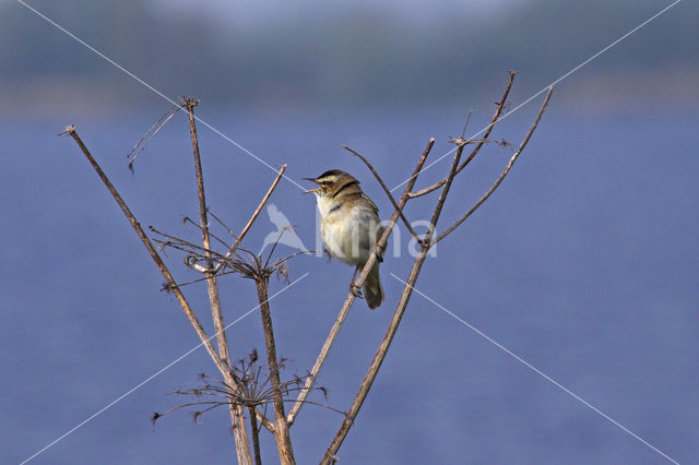 Sedge Warbler (Acrocephalus schoenobaenus)