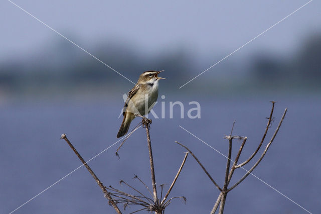Rietzanger (Acrocephalus schoenobaenus)