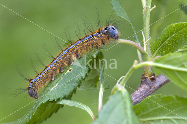 The Lackey (Malacosoma neustria)