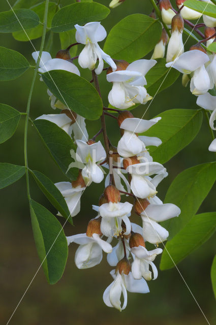Locust Tree (Robinia pseudoacacia)