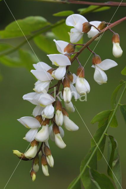Locust Tree (Robinia pseudoacacia)
