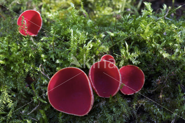 scarlet cup fungus (Sarcoscypha coccinea)