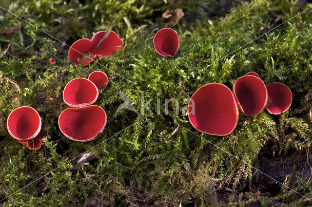 scarlet cup fungus (Sarcoscypha coccinea)