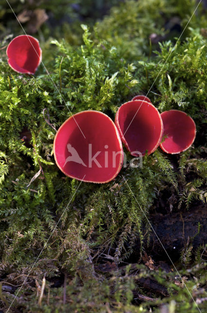 scarlet cup fungus (Sarcoscypha coccinea)